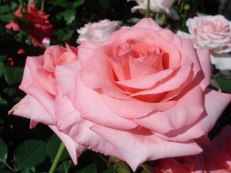'Arthur Rimbaud ®' rose photo