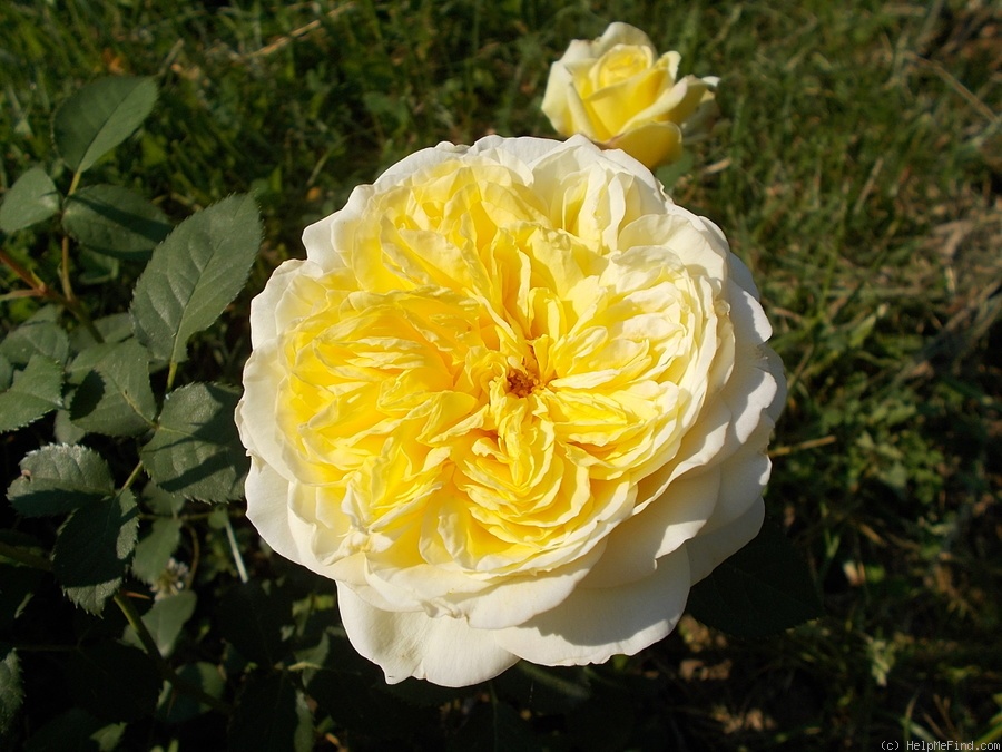 'Nelson Montfort ®' rose photo