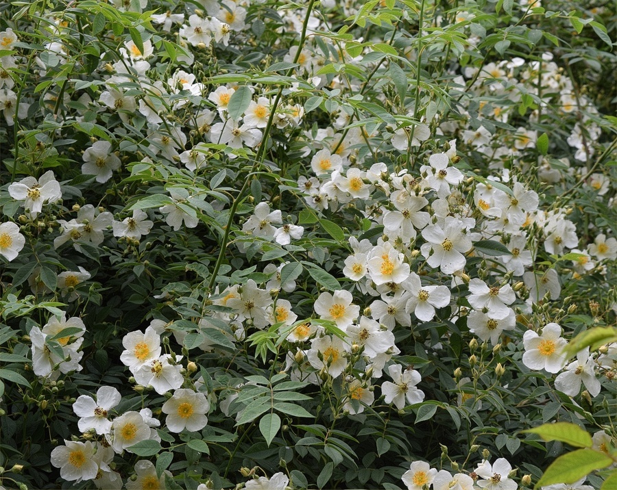 'Wickwar' rose photo