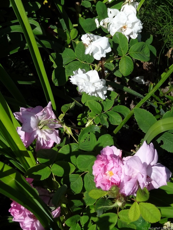 'Perpetual White Moss' rose photo
