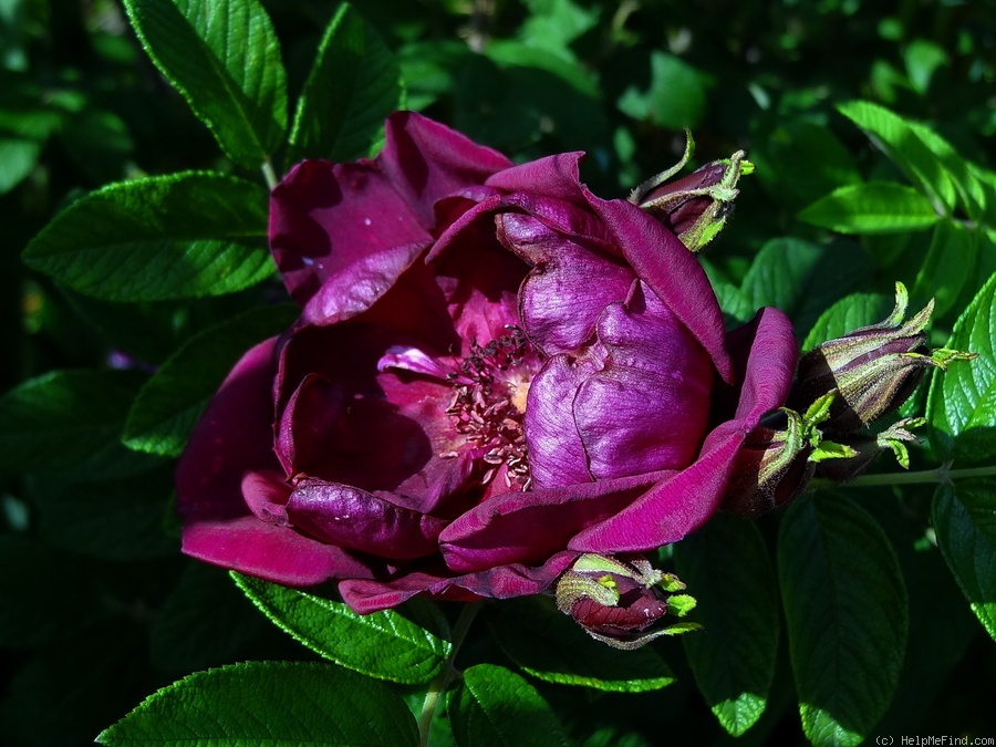 'Rotes Phänomen' rose photo