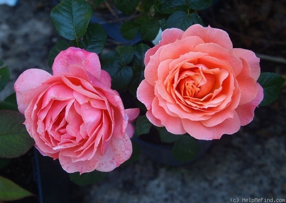 'Loretta Lynn Van Lear' rose photo