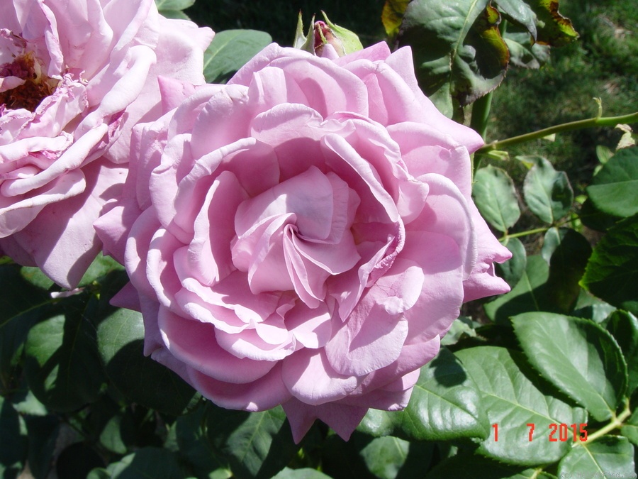 'Lugdunum ®' rose photo