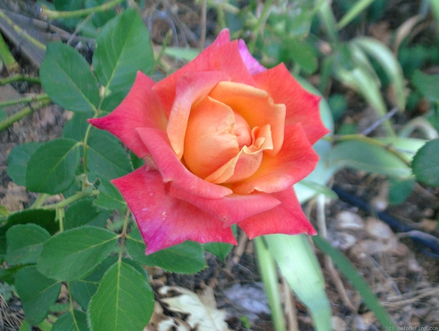 'Bronze Sunset' rose photo