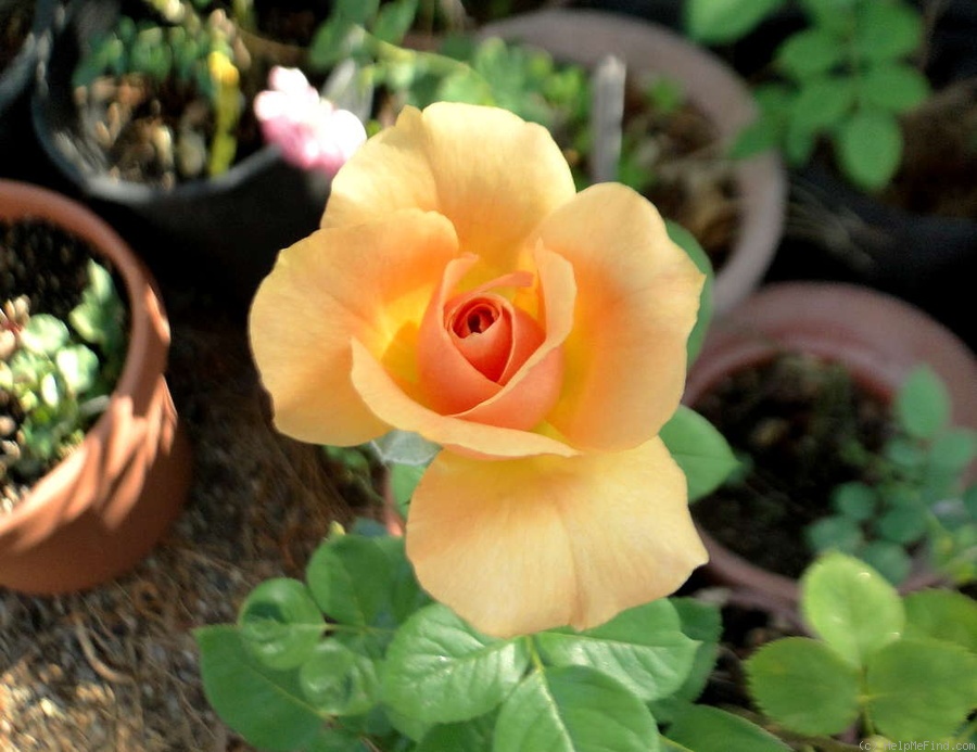'Welwyn Garden Glory' rose photo