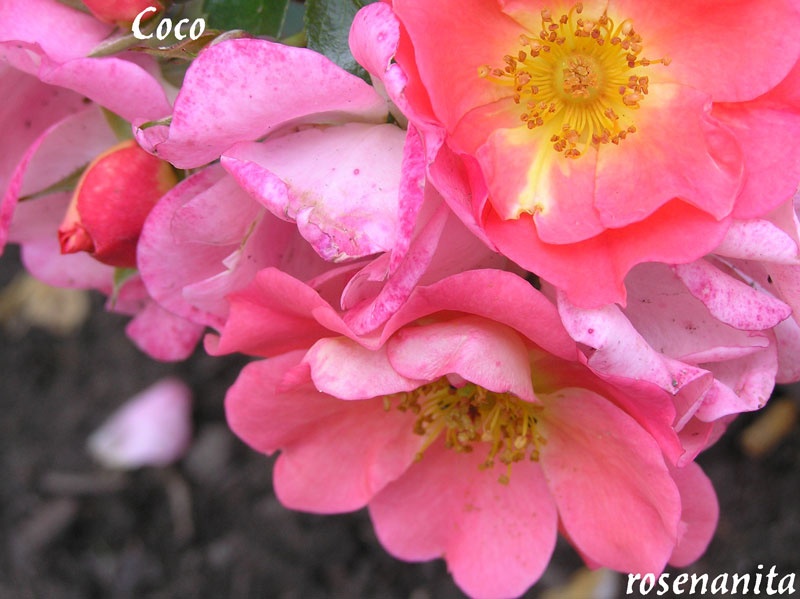 'Coco (miniature, Kordes, 1995/2006)' rose photo