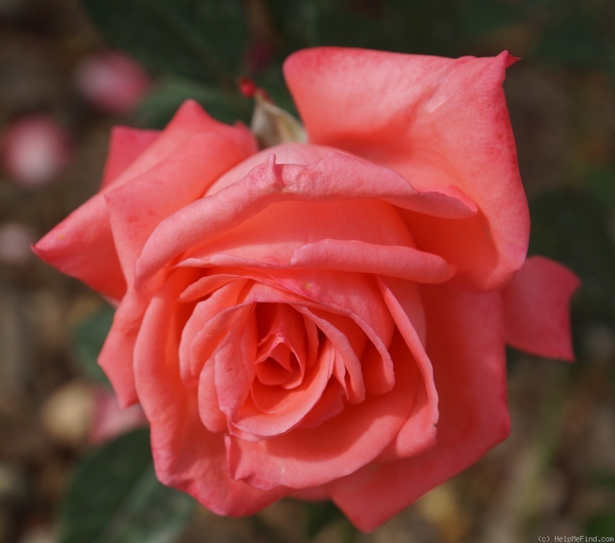 'Agéna ®' rose photo