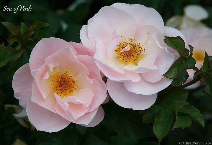 'Sea Of Pink' rose photo