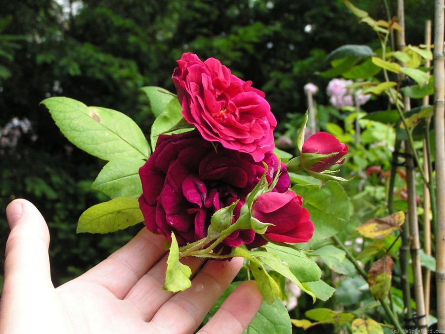 '12 Tess Of The D'Urbervilles 04' rose photo