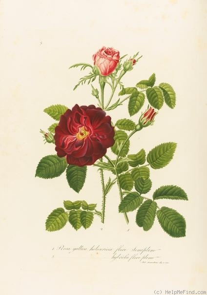 'Rose Vampa' rose photo