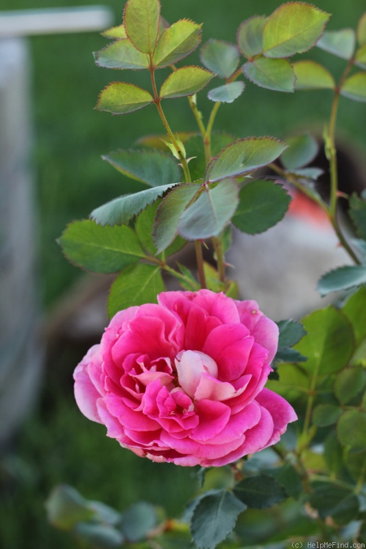 'Frontenac' rose photo