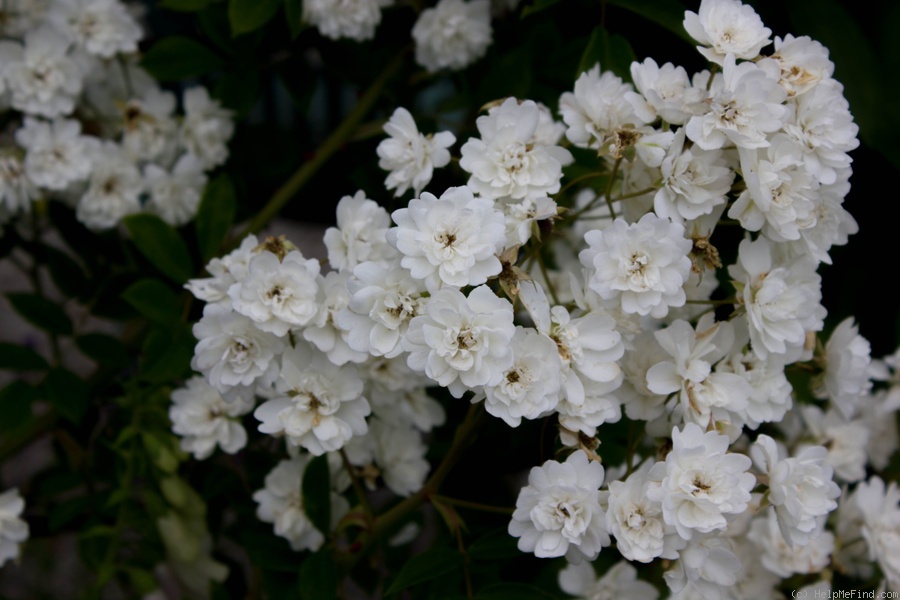 'Starkodder' rose photo