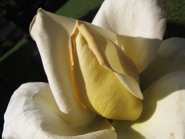 'Harprior' rose photo