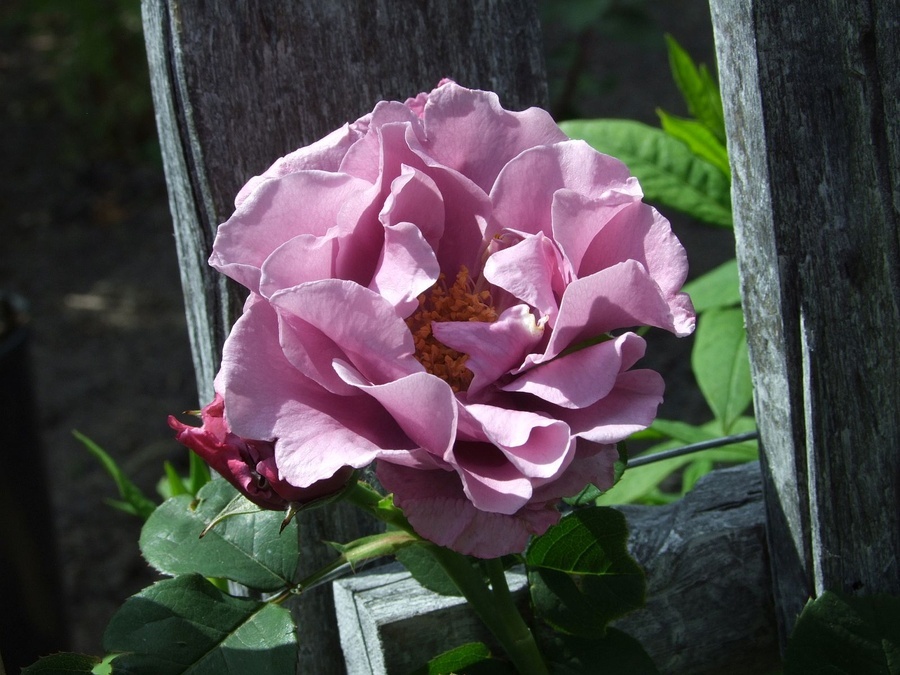 'Ripples' rose photo