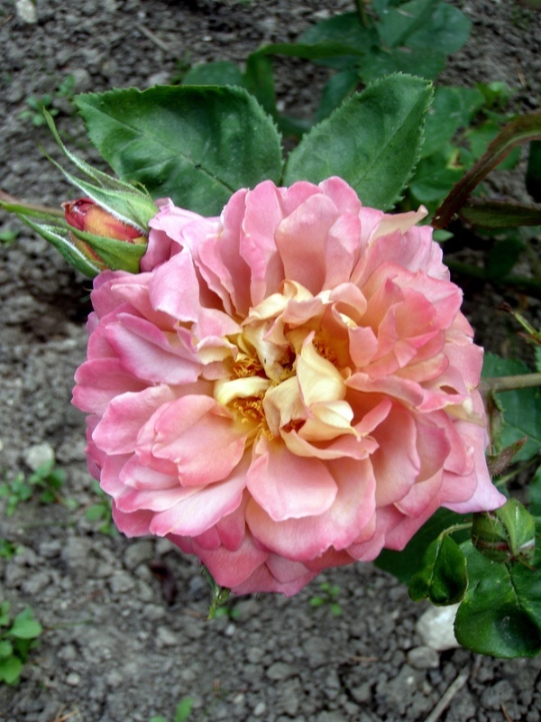 'Brownie (floribunda, Boerner, 1958)' rose photo