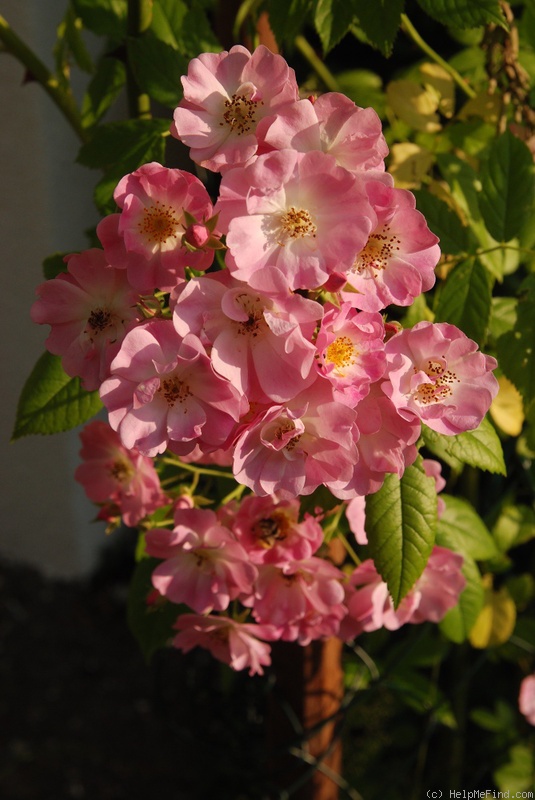 'Apple Blossom (hybrid multiflora, Burbank, 1932)' rose photo