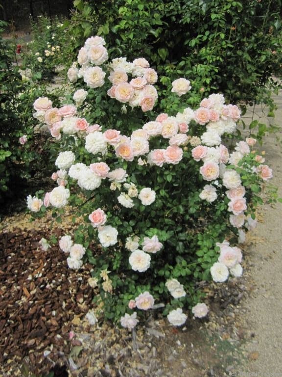 'Pink Morning' rose photo