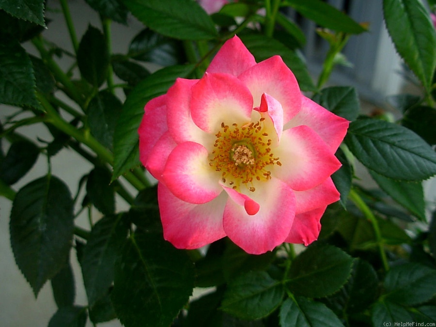 'Ann Hooper' rose photo
