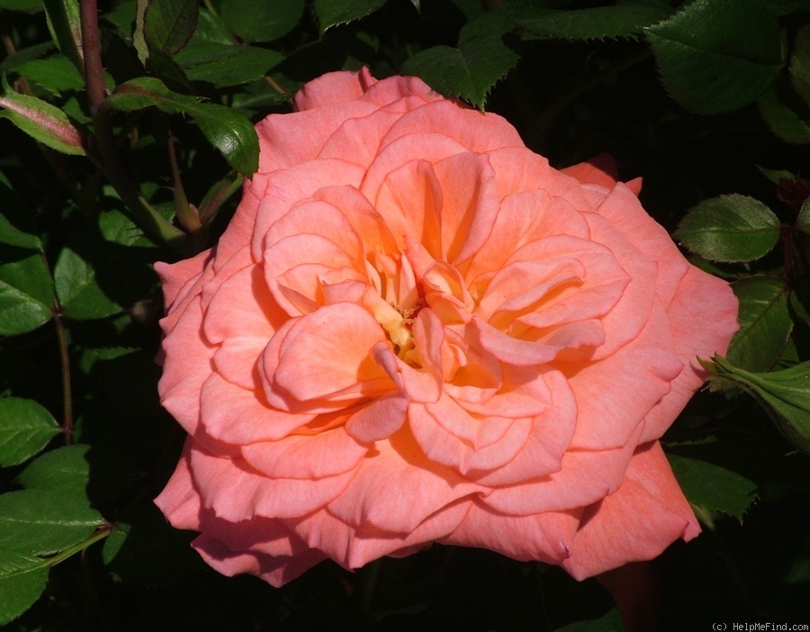 'Allegro Symphonie ®' rose photo
