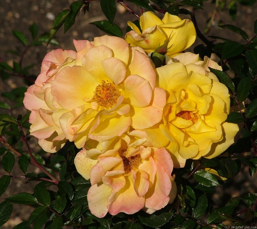 'Amanda (floribunda, Bees, 1979)' rose photo