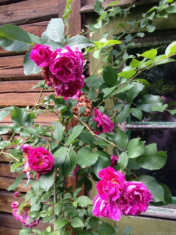 'Madame Tiret' rose photo
