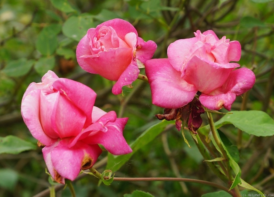 'André Schwartz (tea, Schwartz, 1882)' rose photo