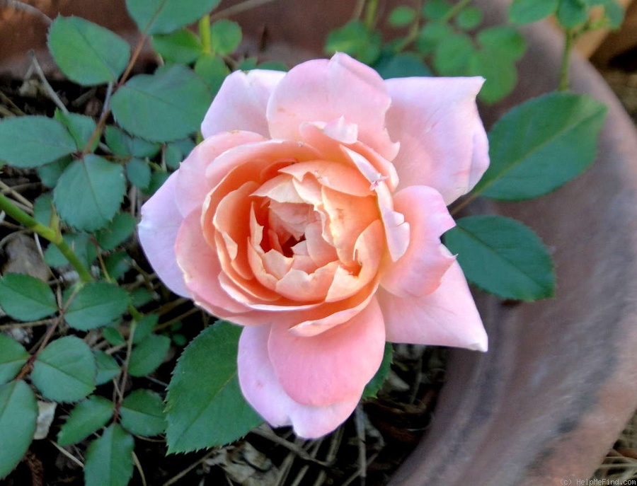 'Ruffles Dream ®' rose photo