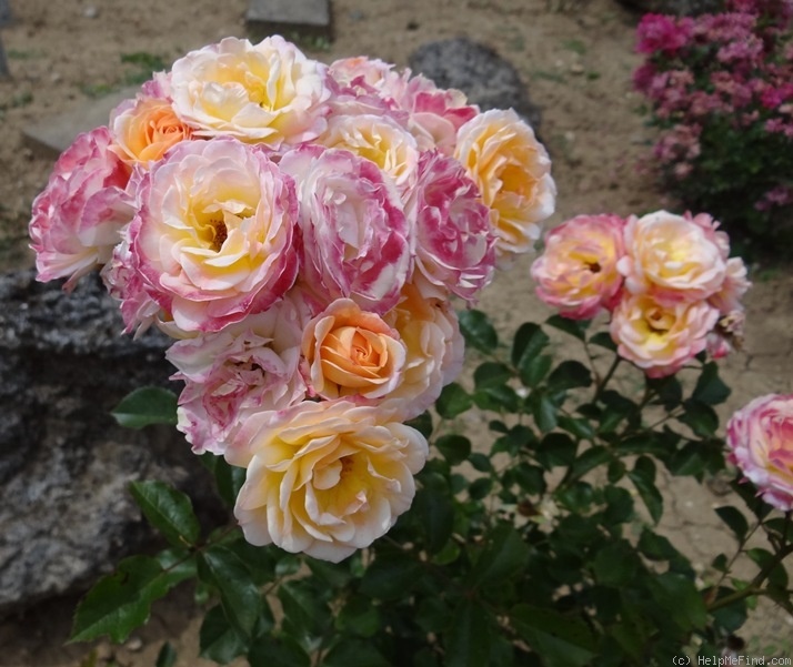 'Rosa Márk Gergely' rose photo