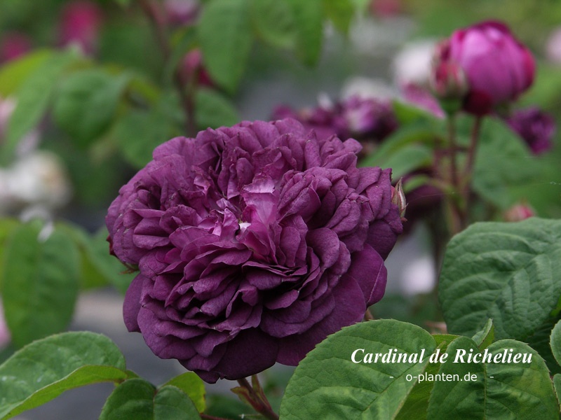 'Cardinal de Richelieu (Hybrid China, Parmentier, pre 1847)' rose photo