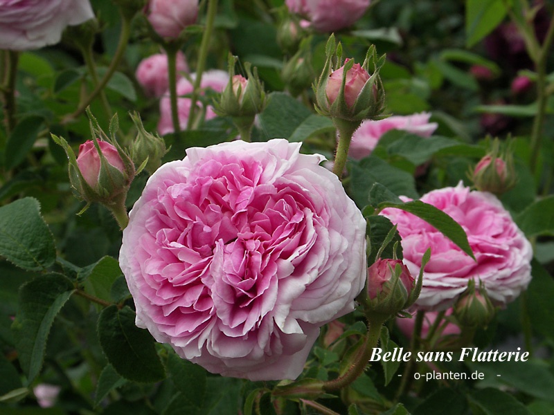 'Belle sans flatterie' rose photo