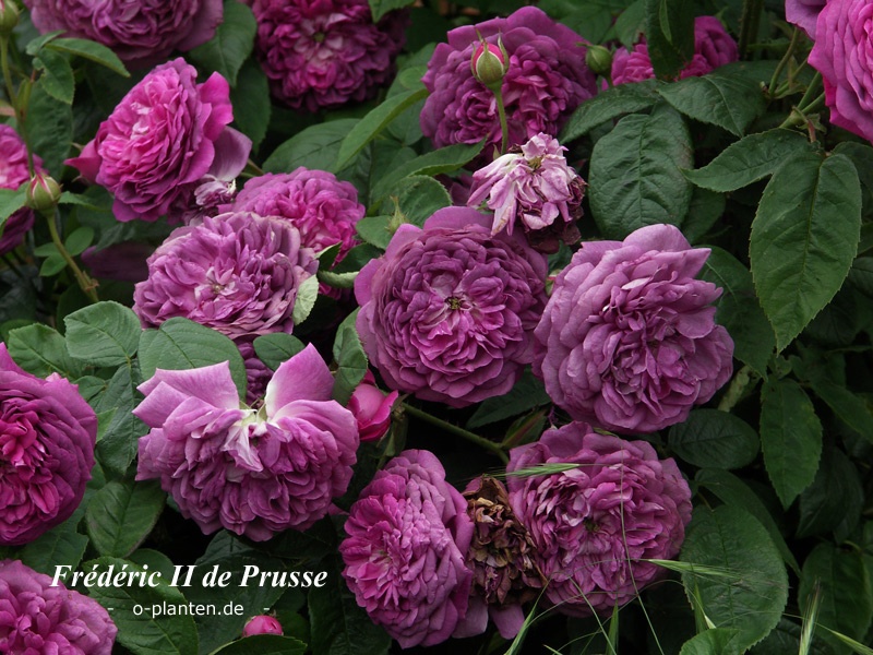 'Frédéric II de Prusse' rose photo