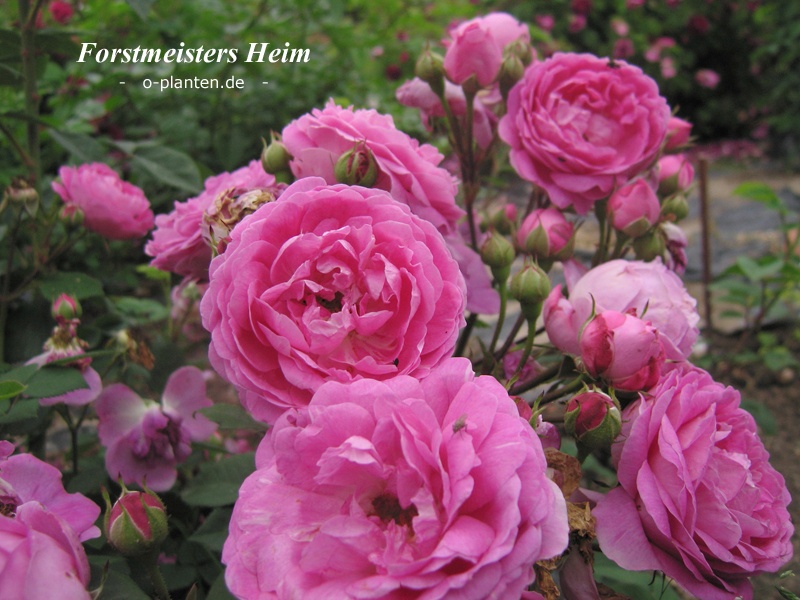 'Forstmeisters Heim' rose photo