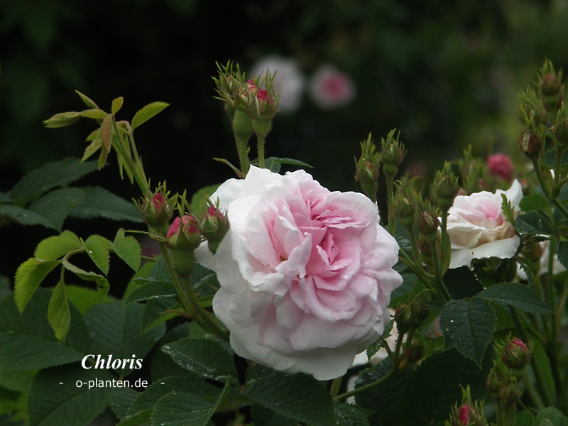 'Chloris (alba, Descemet, pre 1815)' rose photo