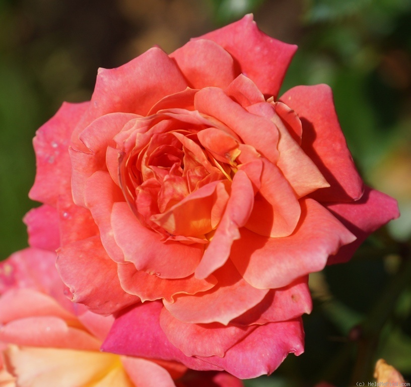'Anne Dakin' rose photo
