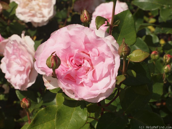 'Beverly ®' rose photo