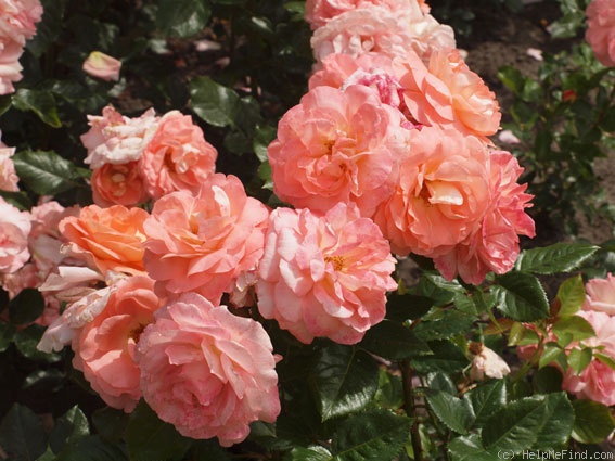 'Bonita ™ (shrub, Olesen, 2001)' rose photo