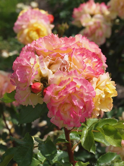 'Lampion ® (floribunda, Evers/Tantau, 2006/12)' rose photo