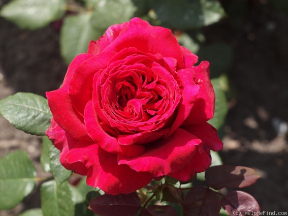 'Winschoten' rose photo