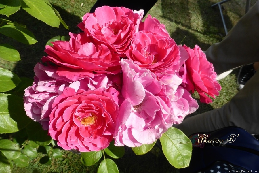 'Akaroa ®' rose photo