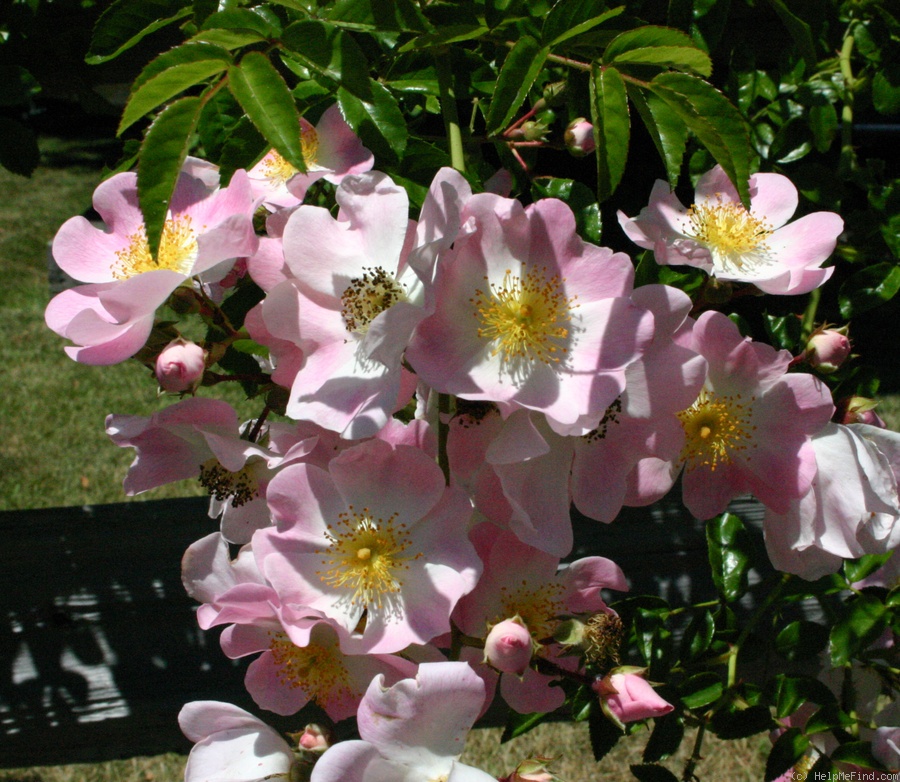 'Evangeline (hybrid wichurana, Walsh, 1906)' rose photo