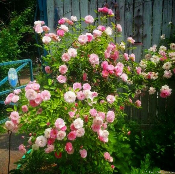 'Tausendschön' rose photo