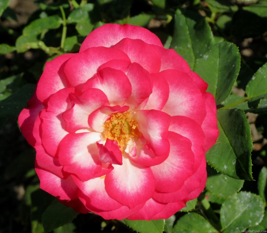 'Nicole ® (floribunda, Kordes 1985)' rose photo