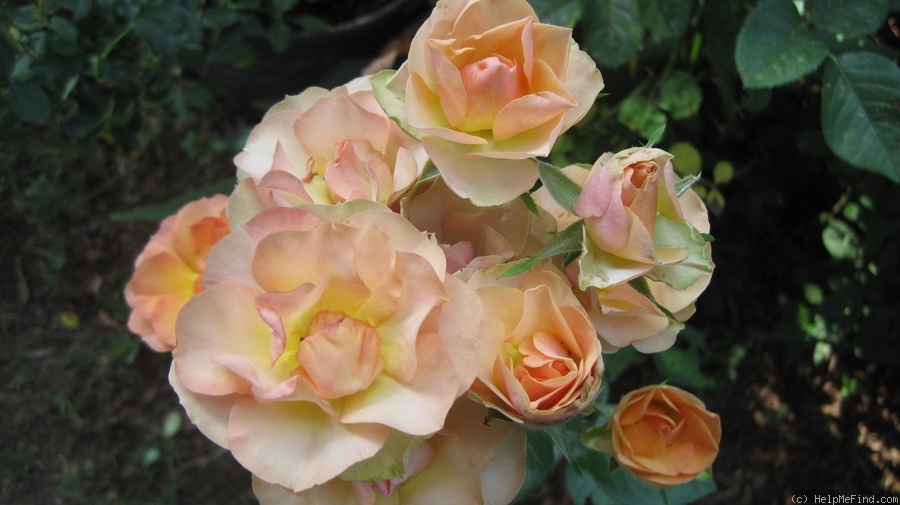 'Sheila MacQueen (floribunda, Harkness 1988)' rose photo