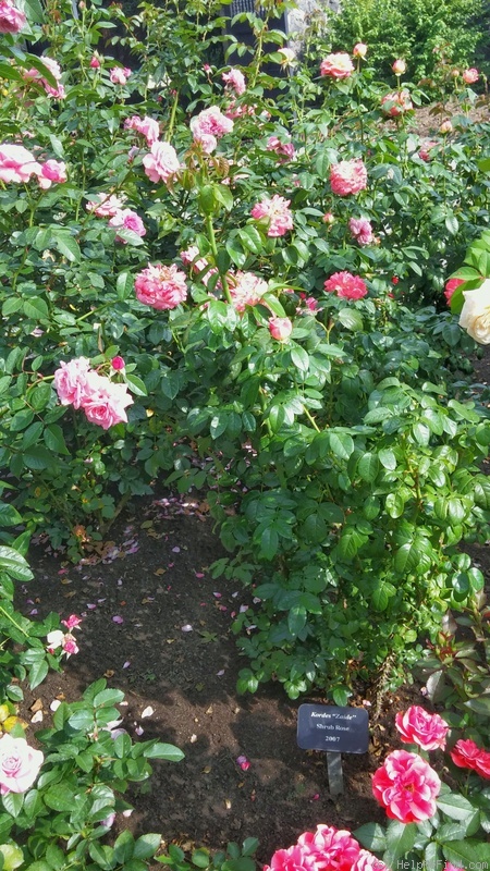 'Zaide ® (shrub, Kordes, 1994)' rose photo