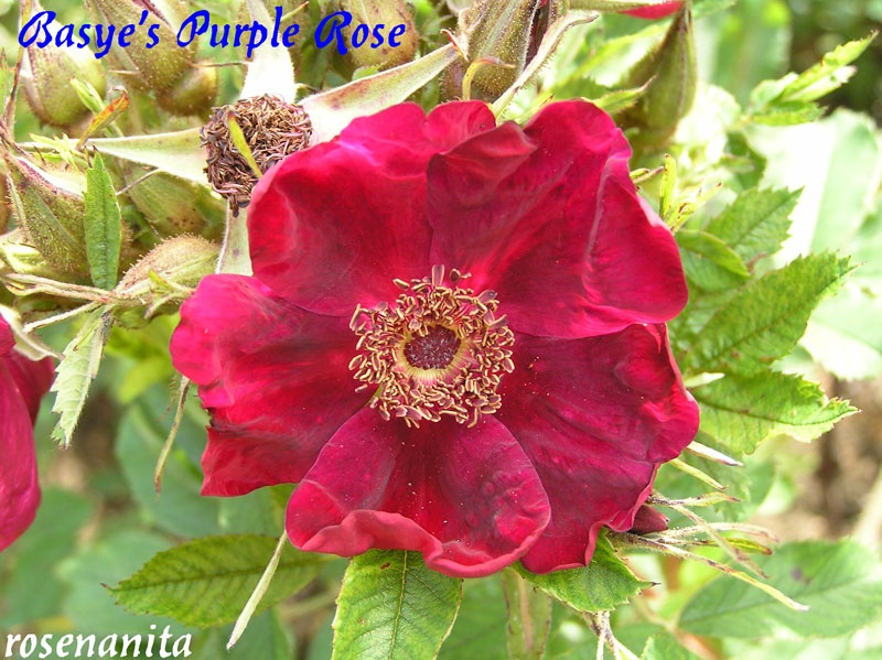 'Basye's Purple Rose' rose photo