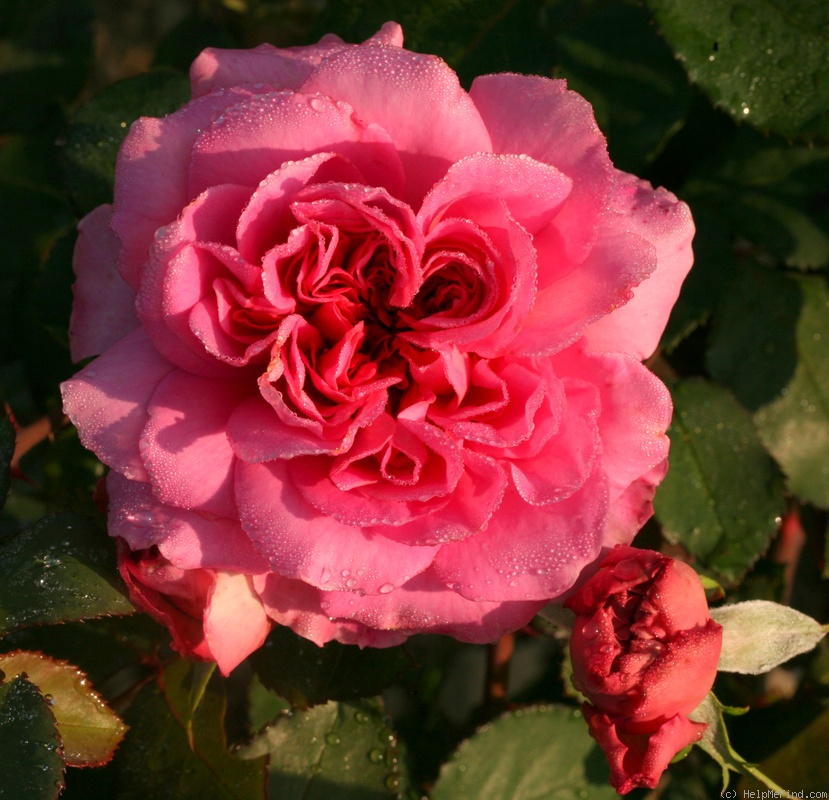 'Crystal Hearts' rose photo