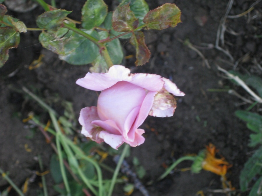 'Harry Edland' rose photo