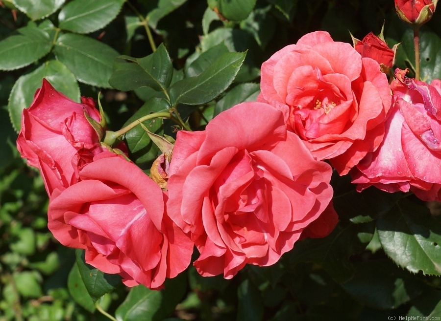 'Arromanches' rose photo