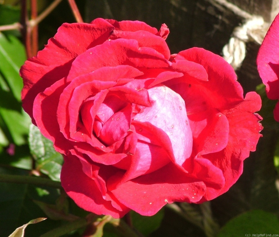 'Attleborough' rose photo
