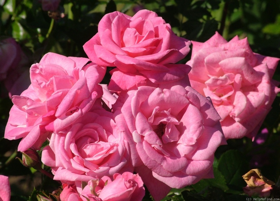 'August Seebauer' rose photo